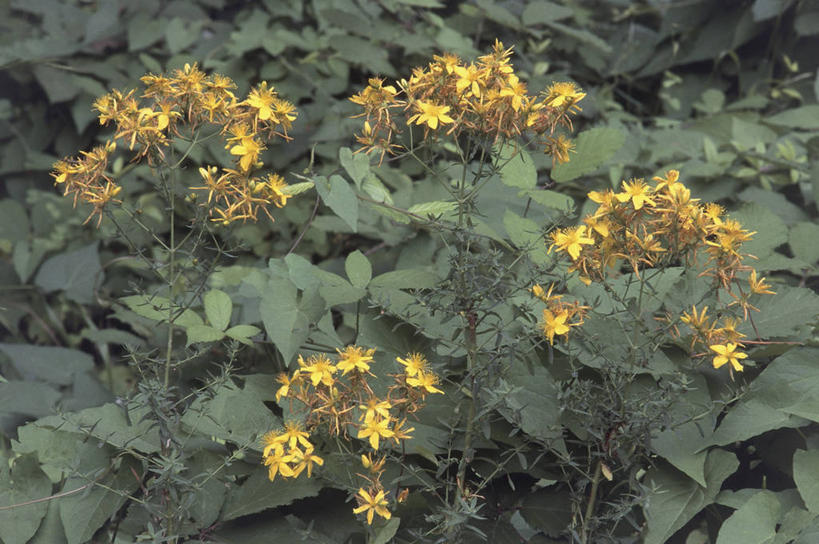 无人,横图,室外,特写,白天,美景,叶子,景观,茎,花,花瓣,黄色,自然,景色,摄影,生长,脆弱,简单,清新,自然风光,圣约翰草,彩图,藤黄,玉黄,月黄