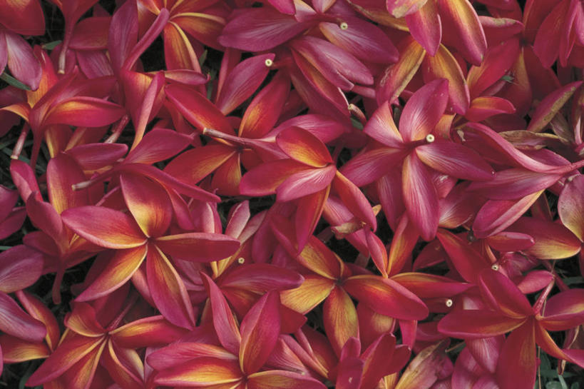 无人,横图,室外,特写,白天,背景,赤素馨花,花瓣,紫色,自然,摄影,落下,脆弱,清新,彩图,全画面,全框架,全帧,全画幅