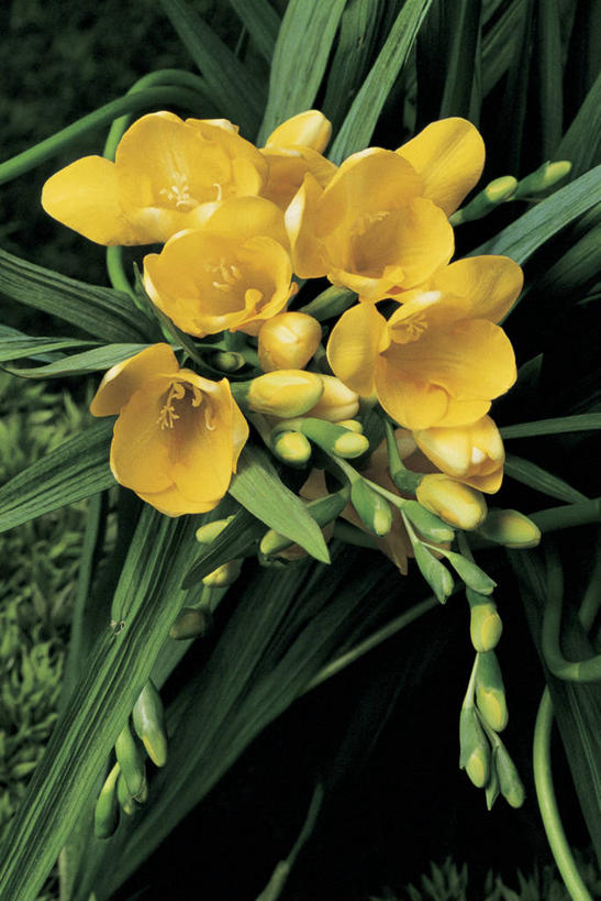 无人,竖图,室外,特写,白天,爱情,友谊,叶子,鸢尾花,花瓣,黄色,自然,摄影,生长,生物学,鸢尾,清新,紫蝴蝶,蓝蝴蝶,扁竹花,彩图,爱丽丝,爱丽丝花