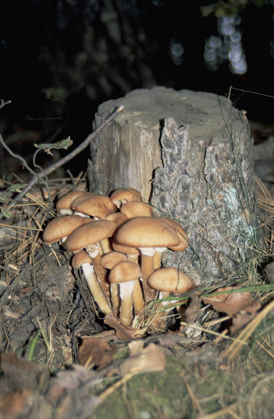 无人,竖图,室外,特写,白天,蔬菜,树桩,饮食,自然,食用菌,摄影,生长,真菌,嫩枝,彩图