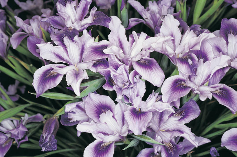 无人,横图,室外,特写,白天,爱情,友谊,美景,叶子,景观,鸢尾花,花瓣,紫色,自然,景色,摄影,生长,生物学,鸢尾,自然风光,紫蝴蝶,蓝蝴蝶,扁竹花,彩图,爱丽丝,爱丽丝花