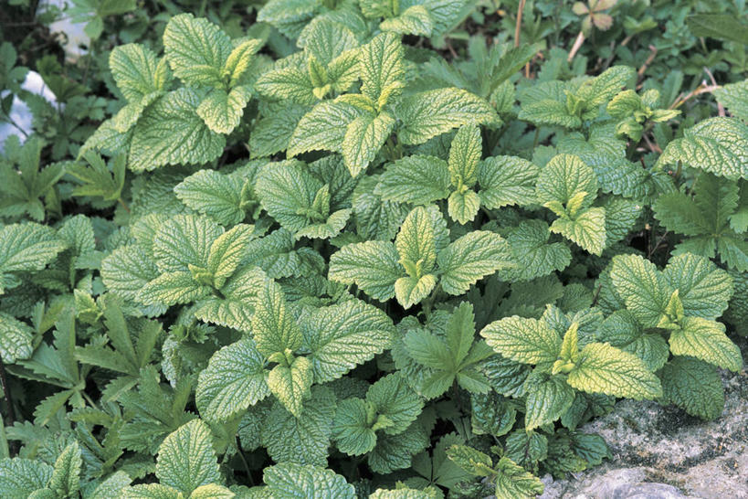 无人,横图,俯视,室外,特写,白天,农业,叶子,丰富,花坛,园艺,自然,摄影,生长,生物学,蜜蜂花,彩图,高角度拍摄