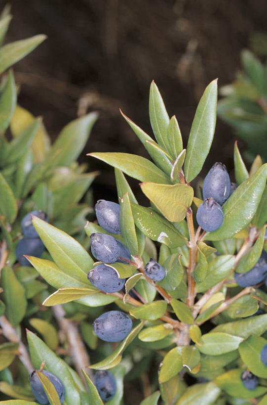 无人,竖图,室外,特写,白天,浆果,水果,叶子,意大利,欧洲,枝,饮食,树,自然,摄影,生长,生物学,地中海文化,桉树,撒丁岛,番樱桃,彩图