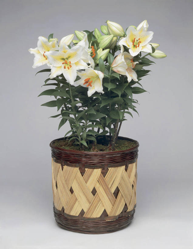 无人,竖图,室内,特写,白色背景,植物,叶子,花蕾,花,花瓣,摄影,生长,生物学,脆弱,花烟草,彩图,影棚拍摄