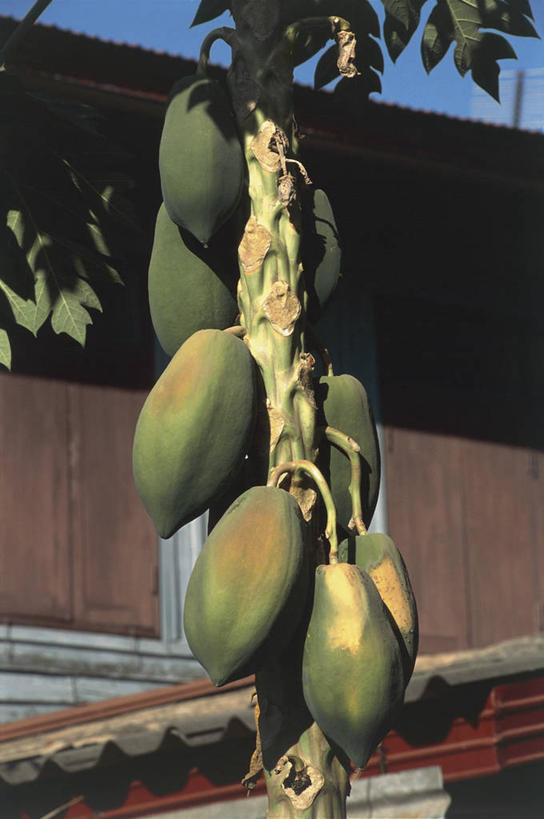 无人,竖图,室外,特写,白天,木瓜,水果,老挝,亚洲,首都,饮食,树,天空,自然,摄影,东南亚,生长,万象,彩图