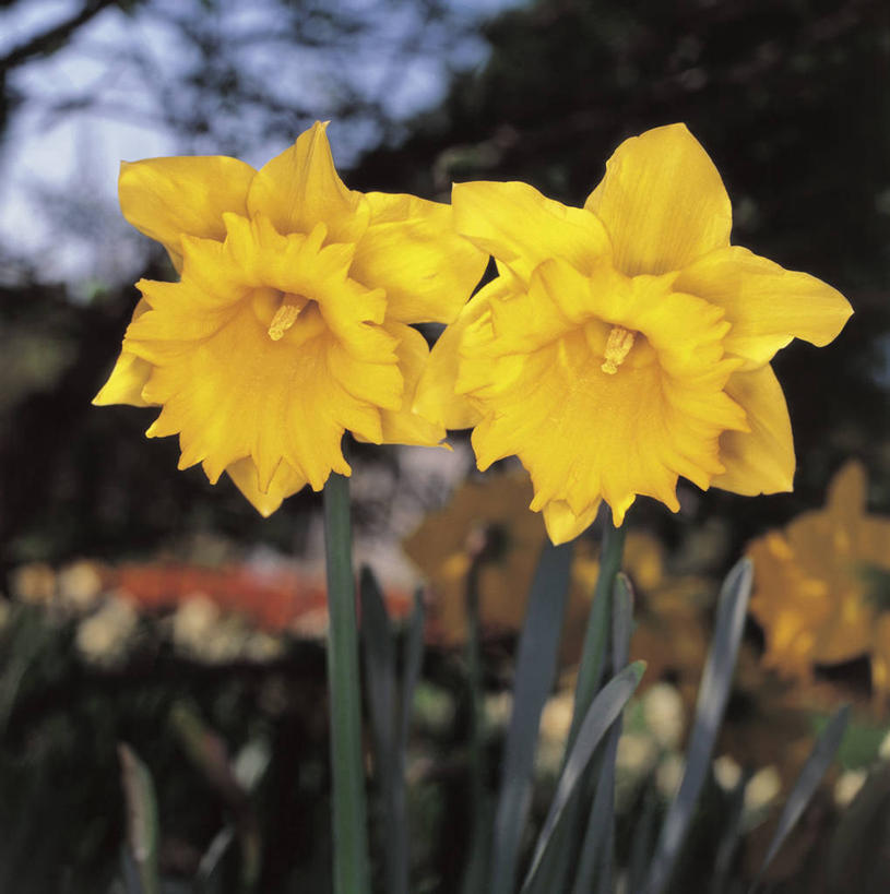 无人,方图,室外,特写,白天,茎,花瓣,黄色,自然,摄影,生长,生物学,脆弱,雄蕊,彩图,百合科