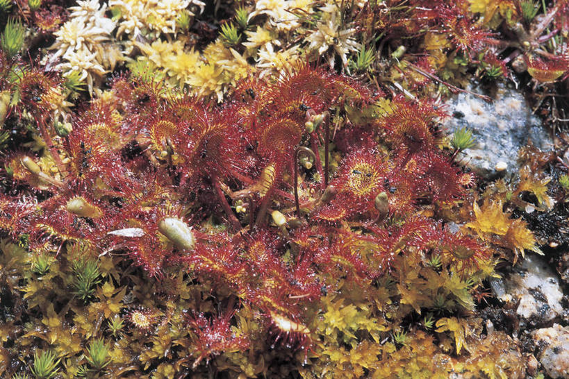 无人,横图,室外,特写,白天,美景,植物,叶子,葡萄牙,欧洲,景观,红色,绿色,自然,景色,摄影,生长,成长,地中海文化,自然风光,茅膏菜,危险,彩图,全画面,全框架,全帧,全画幅