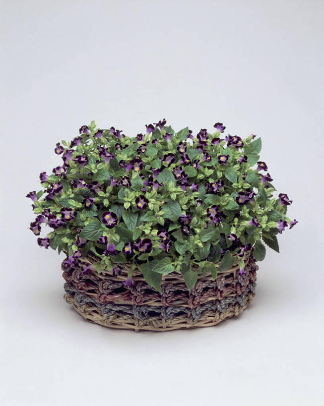 无人,竖图,室内,特写,白色背景,植物,叶子,篮子,摄影,生长,生物学,毛地黄,彩图,影棚拍摄