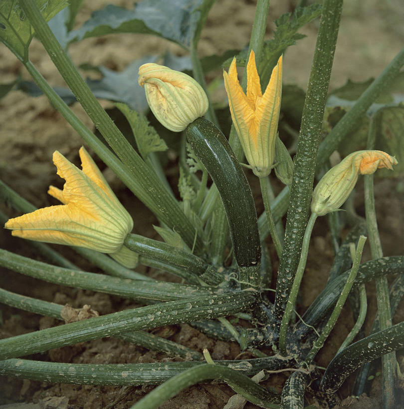 无人,方图,室外,特写,白天,农业,蔬菜,叶子,茎,饮食,黄色,自然,摄影,生长,生物学,胡瓜,彩图