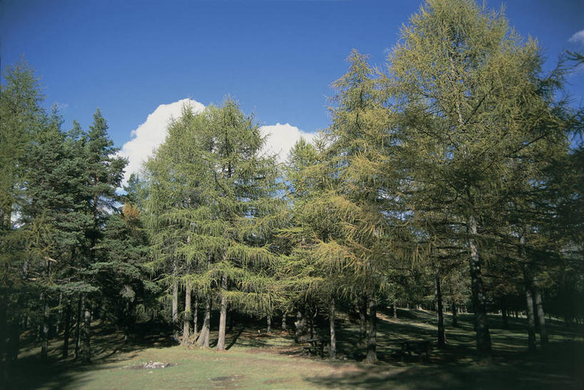 无人,横图,室外,白天,旅游,度假,美景,森林,树林,阴影,地形,景观,枝,娱乐,树,风景,天空,自然,享受,休闲,景色,放松,摄影,自然风光,针叶树,彩图,欧洲落叶松