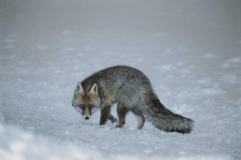 无人,站,横图,俯视,室外,白天,雪,哺乳动物,野生动物,意大利,欧洲,地形,冬天,动物,寒冷,季节,摄影,地中海文化,野狗,大帕拉迪索国家公园,红狐,彩图,高角度拍摄,动物学