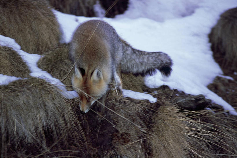无人,站,横图,俯视,室外,白天,雪,哺乳动物,野生动物,意大利,欧洲,冬天,稻草,动物,季节,摄影,地中海文化,野狗,觅食,大帕拉迪索国家公园,岩石,红狐,彩图,高角度拍摄,动物学