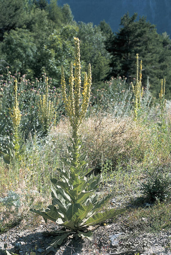 无人,竖图,俯视,室外,白天,森林,植物,阴影,地形,草药,药草,中药,树,自然,摄影,生长,灌木,生物学,毛地黄,药材,中草药,中药材,本草,毛蕊花,毒鱼草,彩图,高角度拍摄