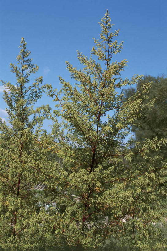 无人,竖图,室外,白天,叶子,云,枝,顶部,树,天空,自然,摄影,生长,生物学,艾蒿,彩图