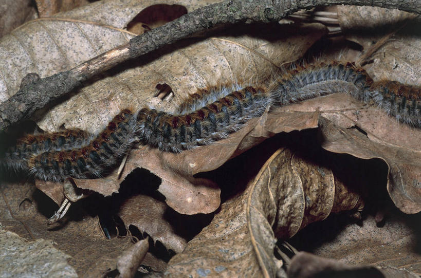 无人,横图,室外,特写,白天,野生动物,叶子,爬,季节,摄影,落下,干的,毛虫,秋天,彩图