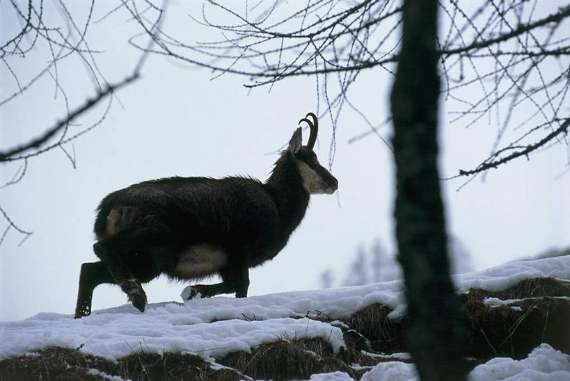 无人,跑,横图,室外,白天,侧面,仰视,旅游,度假,美景,雪,哺乳动物,野生动物,意大利,欧洲,羚羊,景观,冬天,枝,娱乐,树,树干,天空,自然,动物,享受,休闲,景色,放松,季节,摄影,食草动物,宁静,地中海文化,自然风光,偶蹄目,意大利文化,大帕拉迪索国家公园,山羊,彩图,低角度拍摄,对焦,动物学,岩羚羊