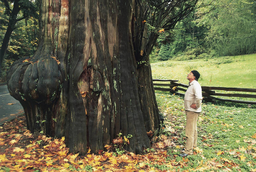 西方人,中年人,老年人,一个人,站,横图,室外,白天,侧面,叶子,欧洲,加拿大,欧洲人,仅一个男性,仅一个人,仅一个中年男性,休闲装,草,树,树干,自然,叉腰,向上看,季节,摄影,落下,北美,国家公园,温哥华,大不列颠哥伦比亚,史坦利公园,亚伯达,男人,男性,中年男性,白种人,秋天,彩图
