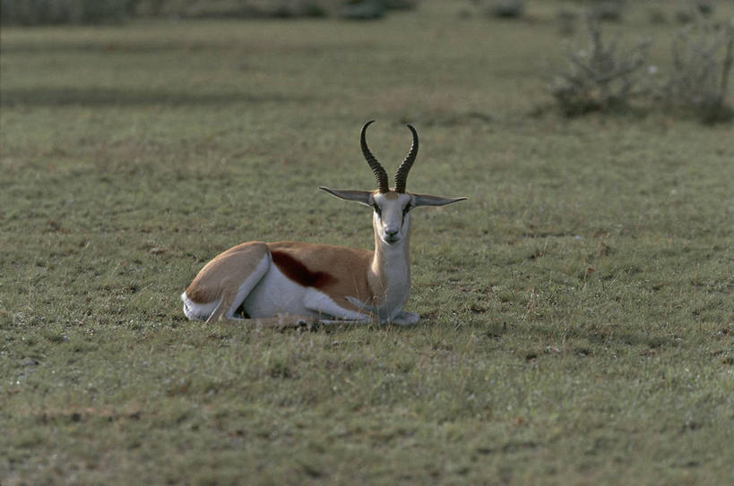 无人,横图,室外,白天,哺乳动物,野生动物,羚羊,田地,草,动物,放松,摄影,食草动物,偶蹄目,瞪羚,跳羚,濒危物种,彩图,动物学