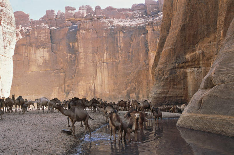 无人,横图,室外,白天,旅途,沙漠,水,野生动物,非洲,乍得,一群,许多,反射,池塘,光,田地,悬崖,很多,骆驼,排列,动物,家畜,运输,摄影,牲畜,食草动物,岩层,沙漠之舟,单峰骆驼,撒哈拉沙漠,自然地理,岩石,彩图,旅行