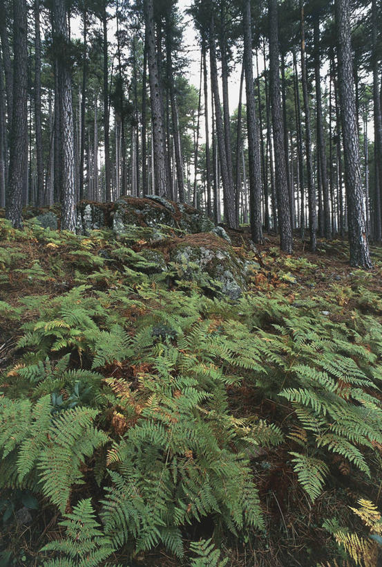 无人,竖图,室外,白天,旅游,度假,美景,森林,树林,法国,欧洲,景观,娱乐,树,树干,自然,享受,休闲,景色,放松,摄影,宁静,蕨类,科西嘉,西欧,地中海文化,自然风光,中欧,落叶树,落叶松,常绿树,欧洲蕨,自然地理,针叶树,彩图,旅行,欧洲落叶松