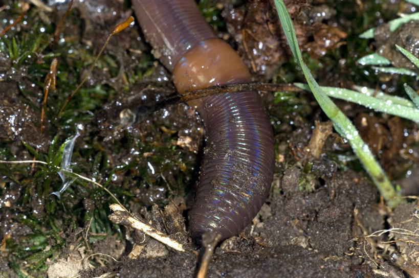 无人,横图,室外,特写,白天,野生动物,泥土,无脊椎动物,动物,摄影,泥,蚯蚓,蠕虫,彩图,环节动物