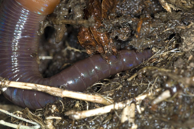 无人,横图,室外,特写,白天,野生动物,泥土,无脊椎动物,动物,摄影,泥,蚯蚓,蠕虫,彩图,环节动物
