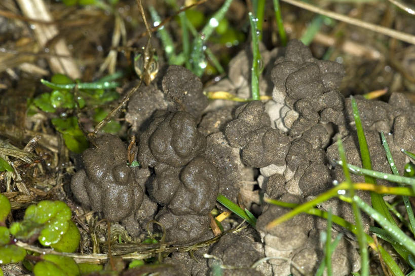 无人,横图,室外,特写,白天,野生动物,泥土,枝,无脊椎动物,摄影,泥,蚯蚓,蠕虫,嫩枝,彩图,环节动物