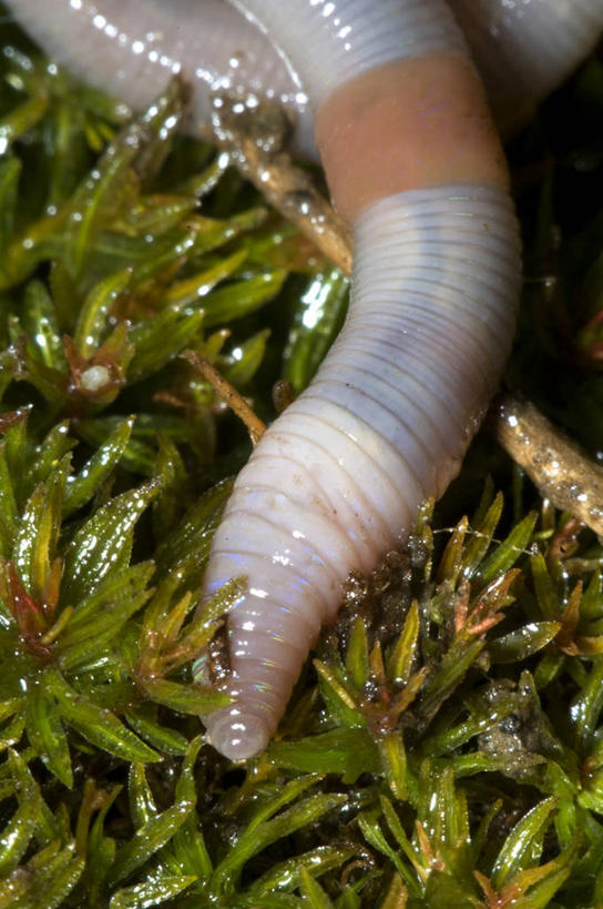 无人,竖图,室外,特写,白天,野生动物,湿,光线,泥土,光芒,无脊椎动物,草,动物,摄影,蚯蚓,蠕虫,彩图,环节动物