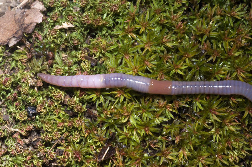 无人,横图,室外,特写,白天,野生动物,无脊椎动物,草,动物,摄影,蚯蚓,蠕虫,彩图,环节动物