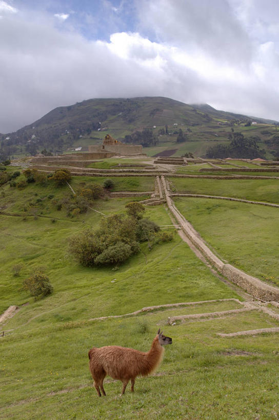 无人,站,竖图,俯视,室外,白天,山,植物,哺乳动物,野生动物,厄瓜多尔,云,围墙,历史,骆驼,废墟,天空,自然,动物,地标建筑,家畜,南美,可爱,运输,摄影,活泼,灌木,环境,拉丁美洲,羊驼,美洲,古文明,机敏,马丘比丘,沙漠之舟,单峰骆驼,驼羊,印加帝国,美洲驼,彩图,高角度拍摄,旅行,帝国,好奇心,过去