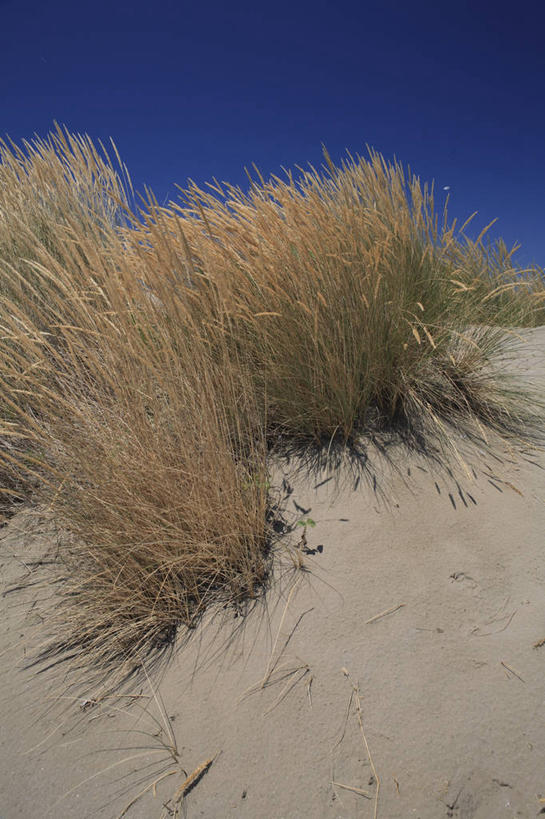 无人,竖图,室外,白天,意大利,欧洲,沙子,沙丘,蓝色,天空,自然,摄影,环境,地中海文化,南欧,意大利文化,威尼托大区,万里无云,海滩,彩图,旅行,丽都,威尼斯省