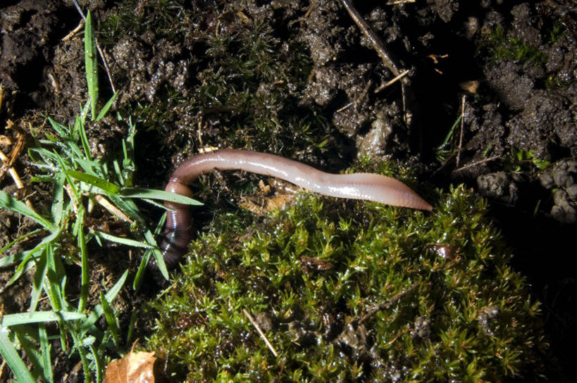 无人,横图,室外,特写,白天,野生动物,叶子,泥土,无脊椎动物,动物,摄影,泥,蚯蚓,蠕虫,彩图,环节动物