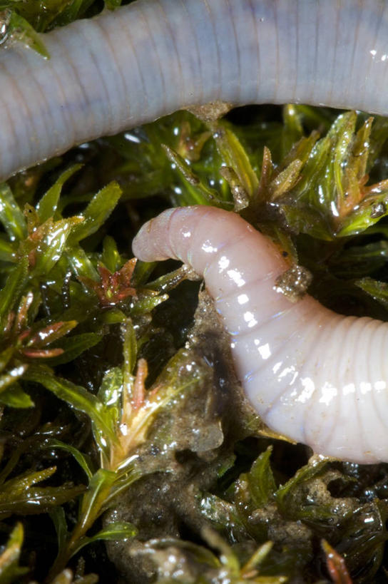 无人,竖图,室外,特写,白天,野生动物,湿,泥土,无脊椎动物,草,动物,摄影,蚯蚓,消化道,吸收,消化管,蠕虫,消化,排泄,摄取,彩图,消化腺,转运,环节动物,消化系统