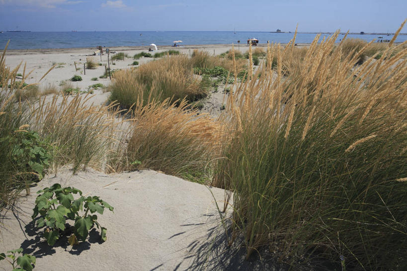 无人,横图,室外,白天,海洋,水,植物,意大利,欧洲,沙子,地平线,水平线,沙丘,天空,自然,摄影,生长,环境,地中海文化,南欧,意大利文化,威尼托大区,海滩,彩图,旅行,丽都,威尼斯省