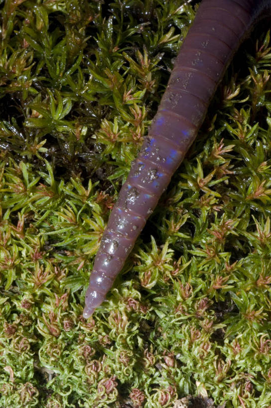 无人,竖图,室外,特写,白天,野生动物,无脊椎动物,草,动物,摄影,蚯蚓,蠕虫,彩图,环节动物