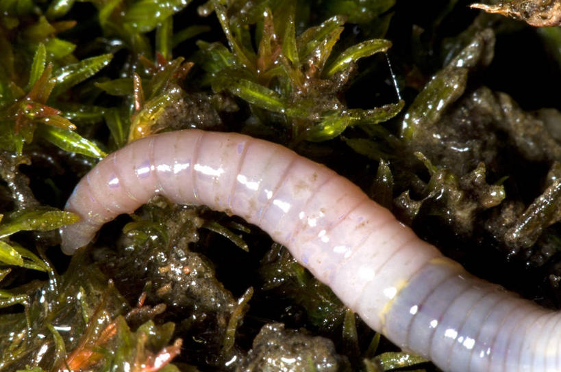 无人,横图,室外,特写,白天,野生动物,湿,光线,泥土,光芒,无脊椎动物,草,动物,摄影,洞穴,蚯蚓,蠕虫,彩图,环节动物