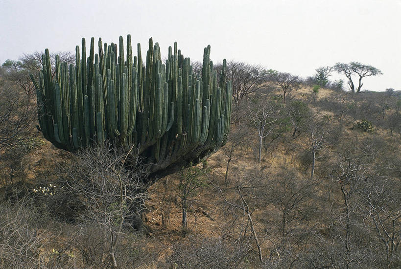 无人,横图,室外,白天,旅游,度假,美景,沙漠,仙人掌,墨西哥,地形,景观,娱乐,绿色,自然,享受,休闲,景色,放松,摄影,灌木,气候,拉丁美洲,自然风光,瓦哈卡州,瓦哈卡,彩图,肉质植物