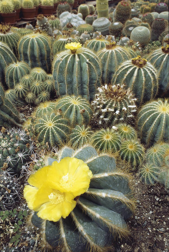 无人,竖图,室外,白天,仙人掌,温室,花,摄影,生长,多样,锋利,尖锐,气候,彩图,肉质植物