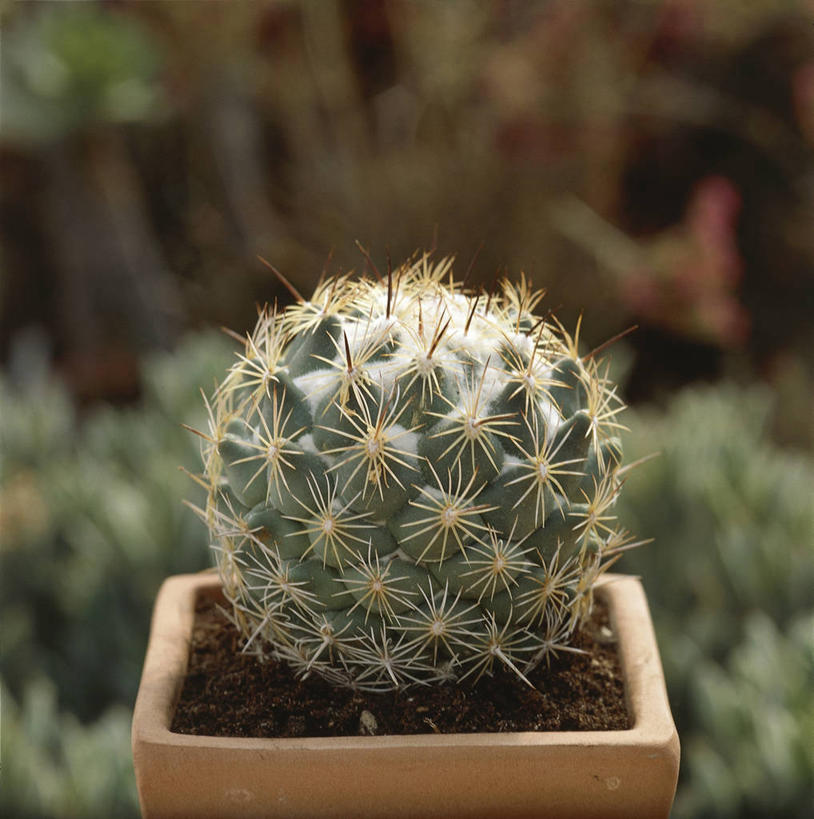 无人,竖图,方图,室外,特写,白天,仙人掌,一个,球体,摄影,单个,锋利,尖锐,三维图形,彩图,肉质植物