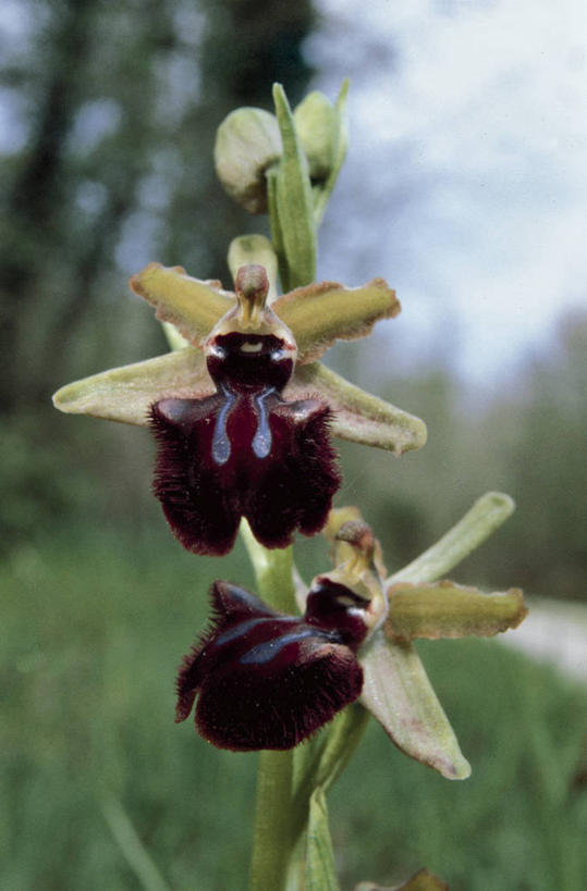 无人,竖图,室外,白天,叶子,意大利,花,一个,自然,摄影,单个,环境,南欧,拉奇奥,蜘蛛兰,兰花,彩图