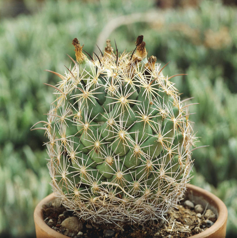 无人,竖图,方图,室外,特写,白天,正面,仙人掌,一个,球体,摄影,单个,锋利,尖锐,三维图形,彩图,肉质植物