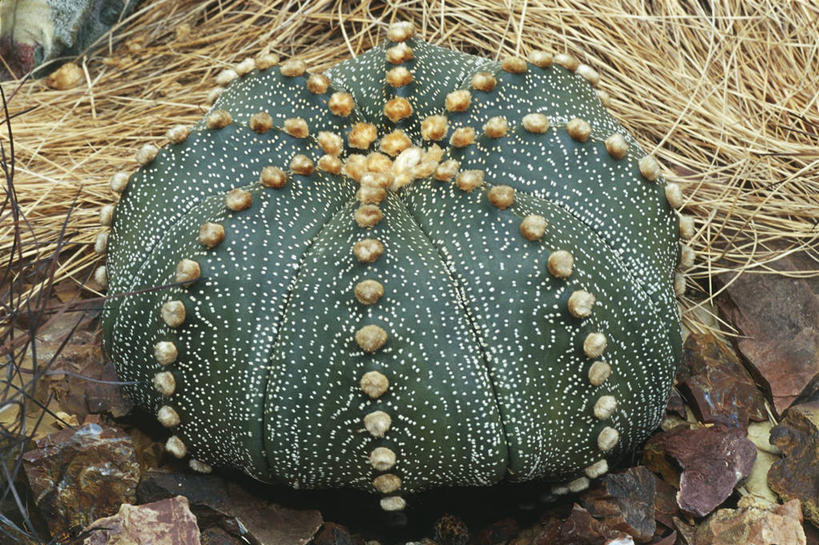 无人,横图,室外,白天,山,仙人掌,一排,整齐,排列,自然,球体,摄影,环境,队列,三维图形,彩图,肉质植物