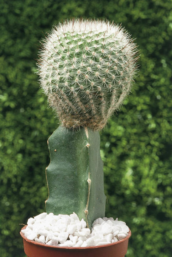 无人,竖图,室外,白天,正面,仙人掌,一个,球体,摄影,单个,锋利,尖锐,三维图形,彩图,肉质植物