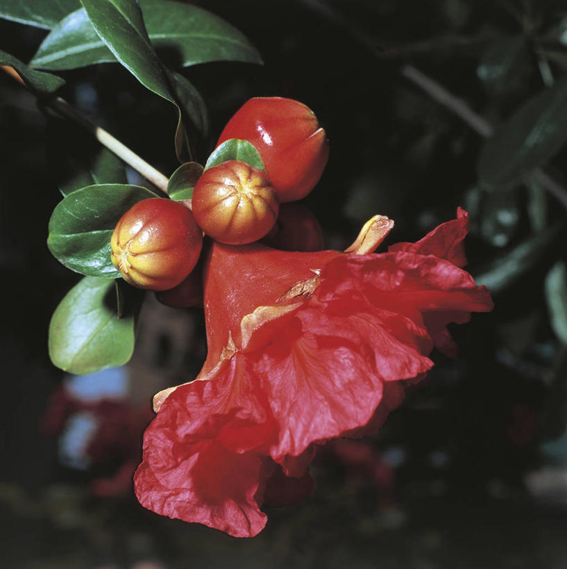 无人,竖图,方图,室外,特写,白天,石榴,科学,花,红色,自然,热带水果,摄影,生长,环境,生物学,彩图