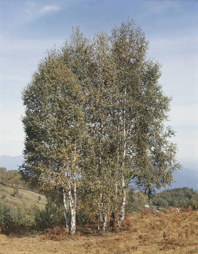 无人,竖图,室外,白天,科学,树,自然,摄影,白桦,环境,生物学,落叶树,彩图