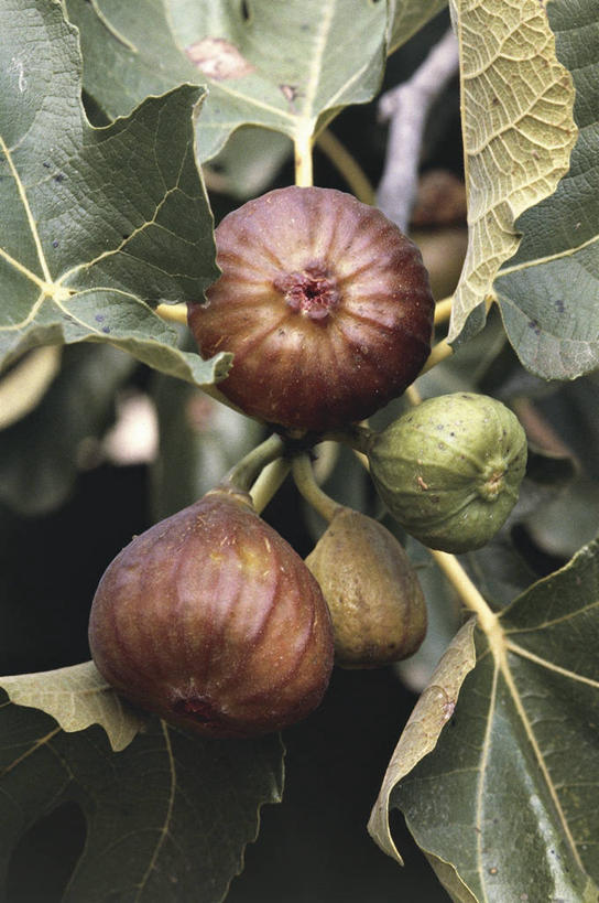 无人,果园,横图,竖图,室外,特写,白天,农业,无花果,水果,叶子,科学,桑椹,食品,果树,枝,自然,热带水果,摄影,生长,环境,生物学,落叶树,无花果树,彩图