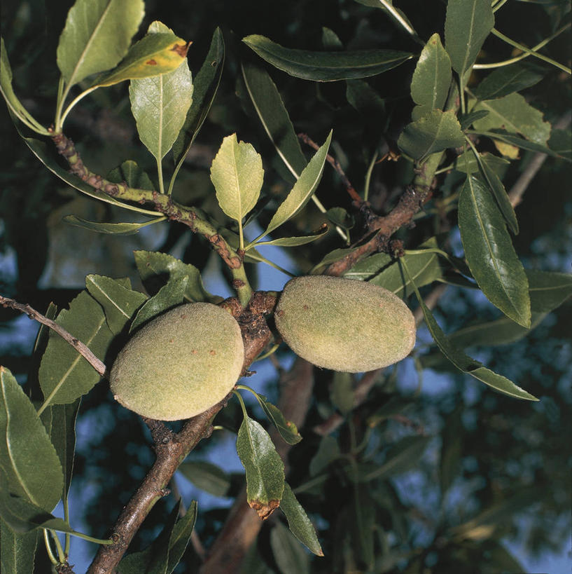 无人,竖图,方图,室外,特写,白天,农业,植物,杏仁,水果,叶子,科学,食品,坚果,果树,枝,樱桃树,树,树木,绿色,自然,摄影,生长,成长,环境,生物学,落叶树,杏树,彩图