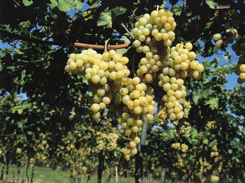 无人,果园,横图,室外,白天,农业,葡萄,水果,意大利,科学,食品,果树,串,饮食,自然,藤蔓,摄影,生长,环境,生物学,白葡萄,南欧,健康食物,藤蔓植物,落叶树,彩图