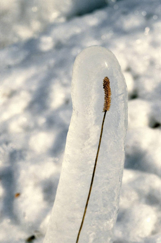 无人,竖图,室外,特写,雪,植物,冰,冬天,稻草,茎,天气,自然,摄影,部分,环境,自然地理,彩图