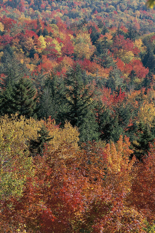 无人,竖图,俯视,室外,白天,美景,森林,树林,美国,丰富,景观,树,风景,自然,景色,摄影,环境,北美,北美洲,自然风光,美洲,新罕布什尔州,北亚美利加洲,亚美利加洲,新罕布什尔,新罕布夏州,花岗岩州,花冈岩之州,滑雪之州,白山国家森林,新英格兰,国家森林公园,纽英仑,自然地理,秋天,彩图,高角度拍摄,美利坚合众国